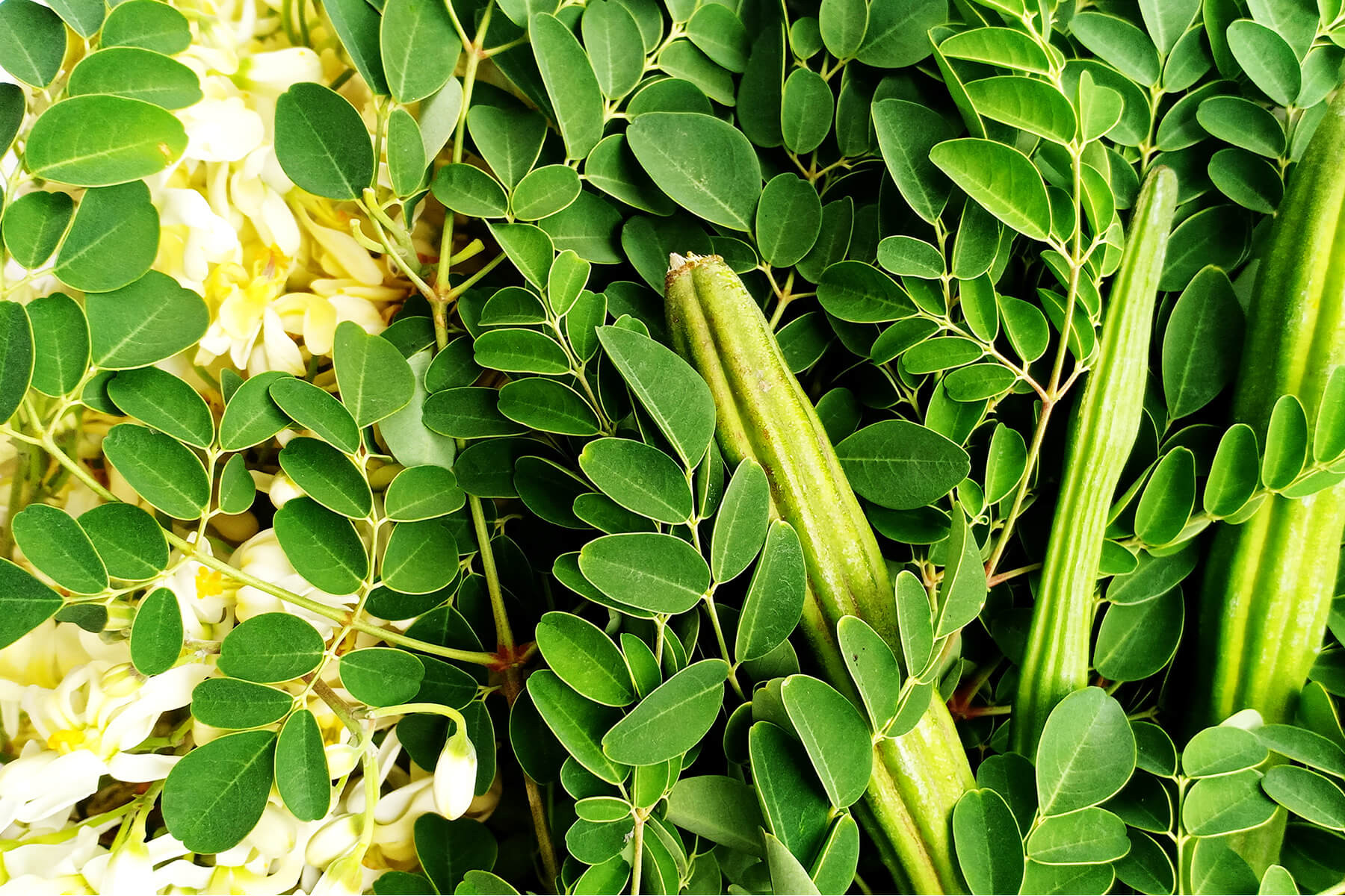 Close-up of vibrant green moringa leaves and slender pods on a branch, bathed in soft natural light with a lush organic feel