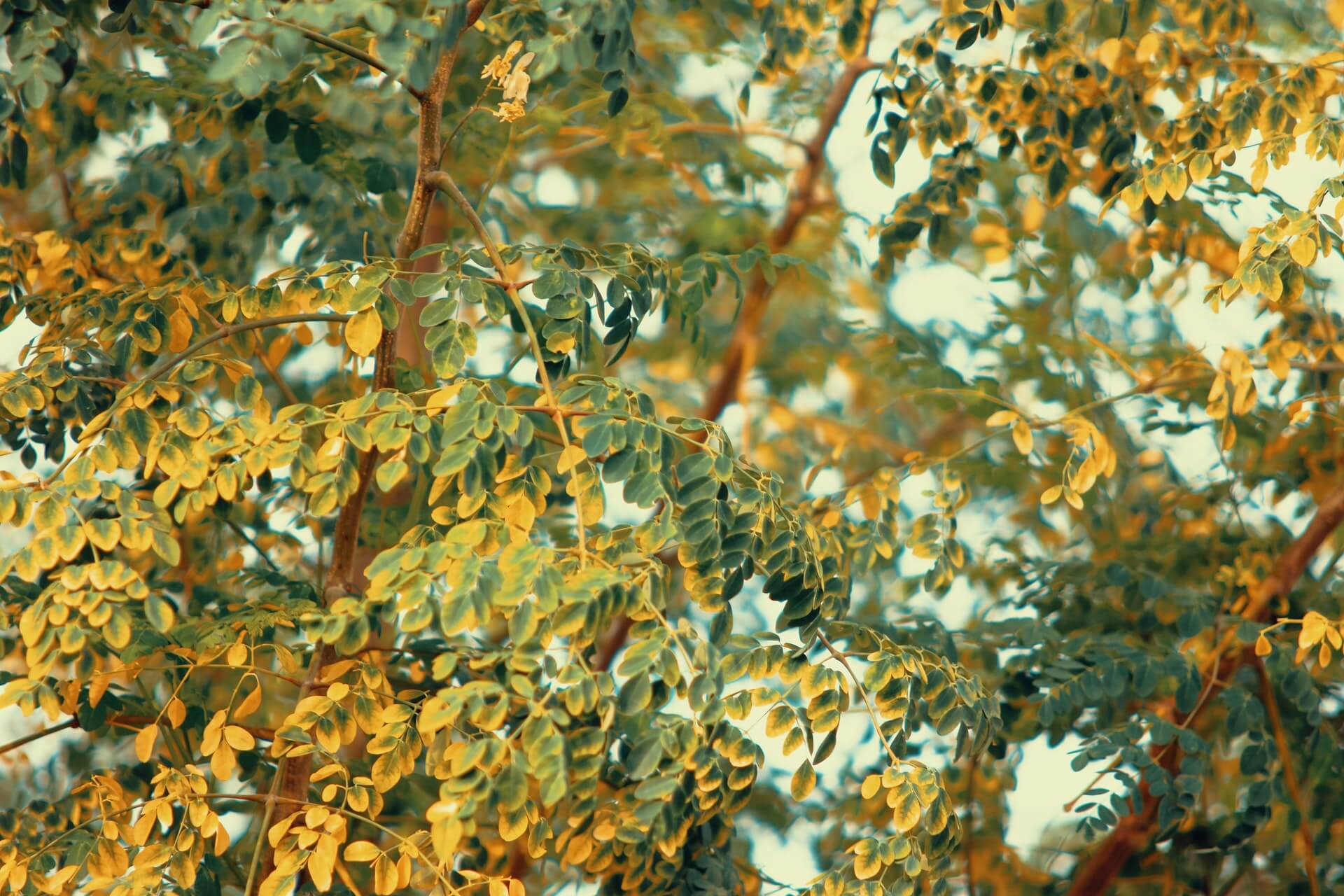Tree branches with green and golden-yellow leaves against a light sky, warm natural tones