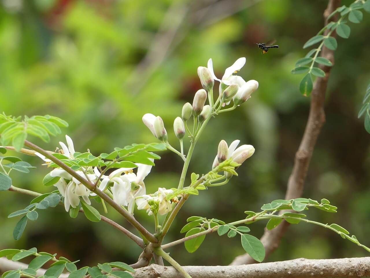 Delicate white flower clusters on a green leafy branch, soft natural light with blurred green background